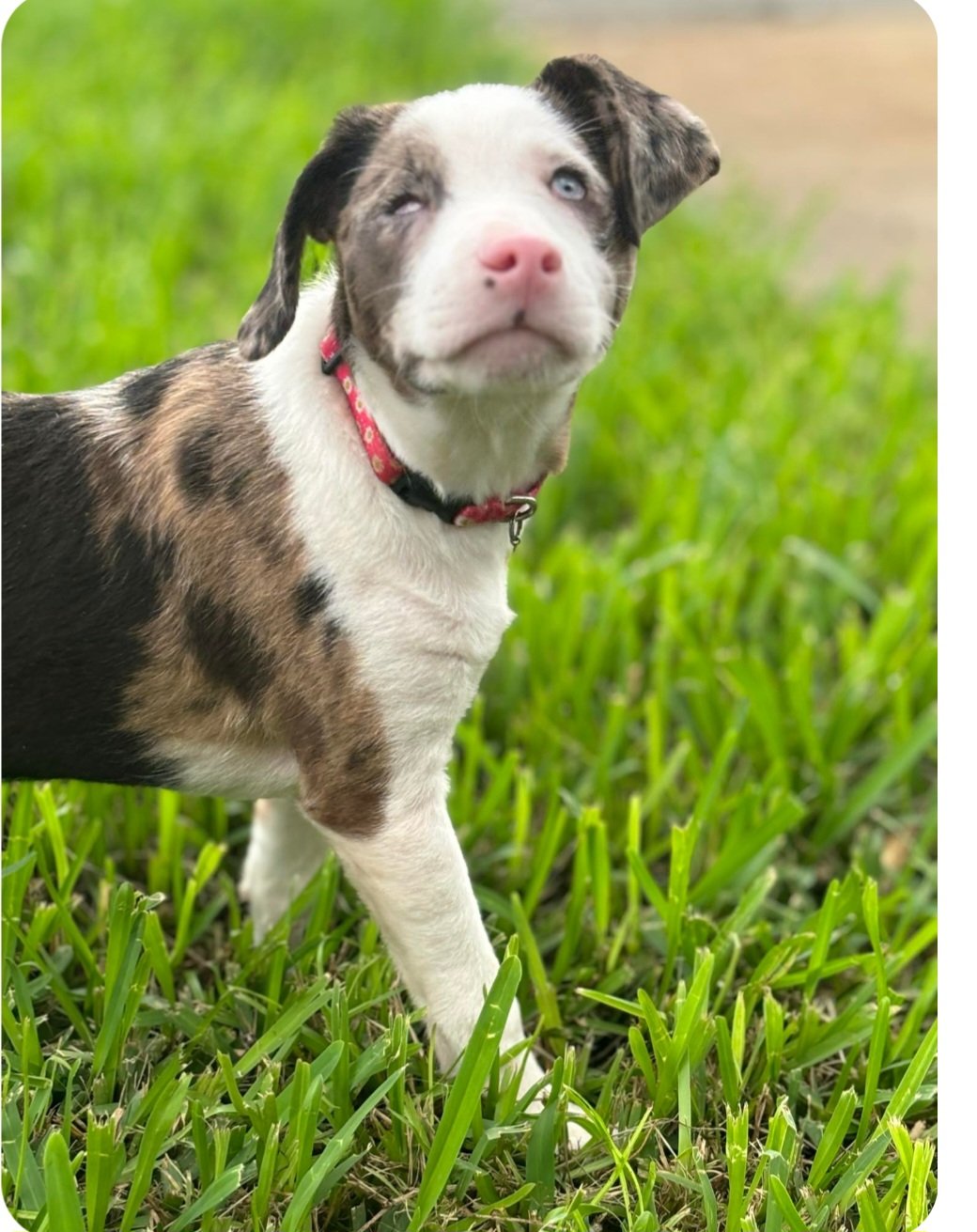 adoptable Dog in Sanford, FL named Genesis
