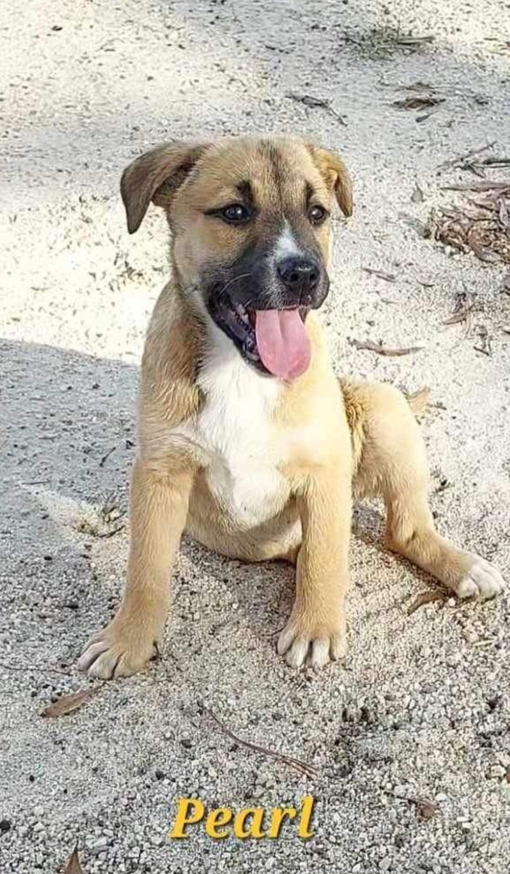 adoptable Dog in Sanford, FL named Pearl