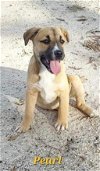 adoptable Dog in sanford, FL named Pearl