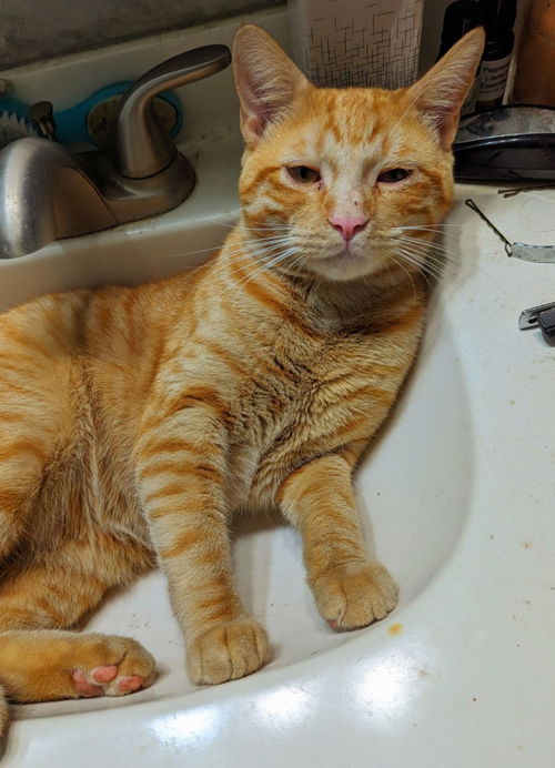 Dewey