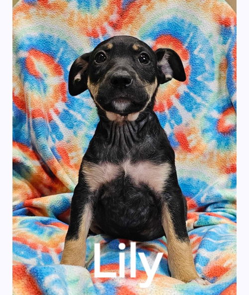 Lily