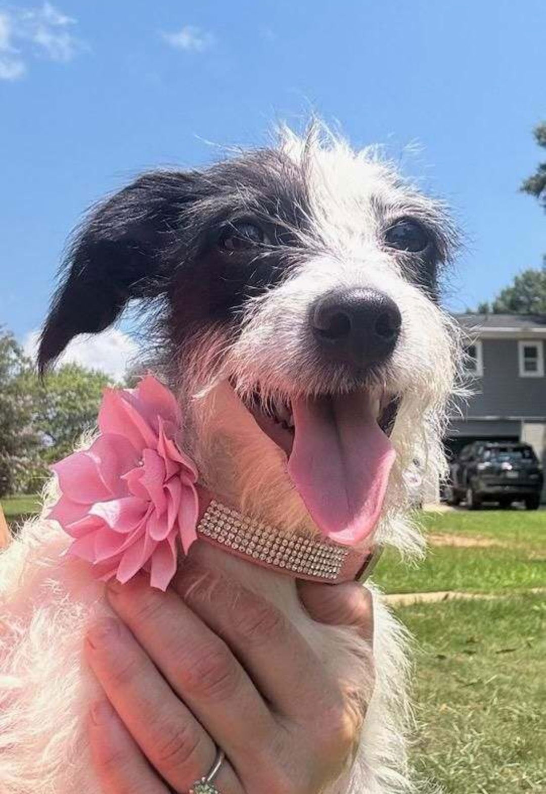 adoptable Dog in Sanford, FL named Roxy