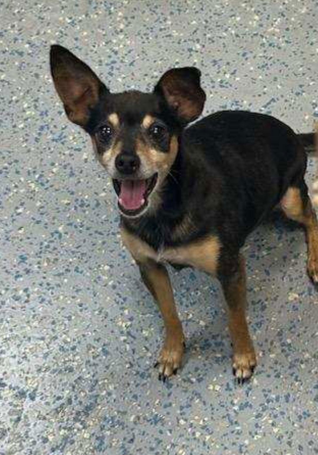 adoptable Dog in Sanford, FL named Hayes