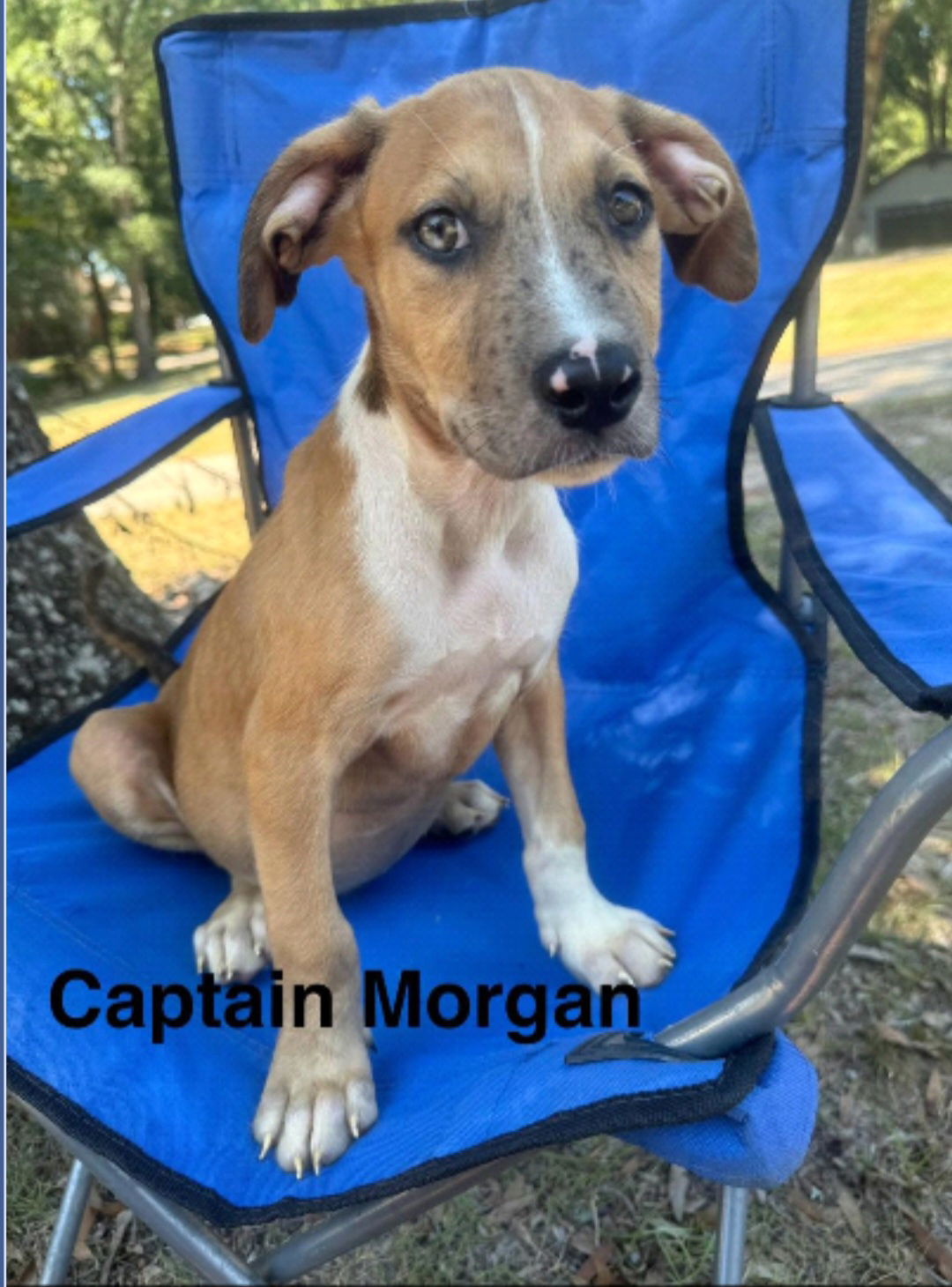 adoptable Dog in Sanford, FL named Morgan