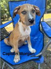 adoptable Dog in  named Morgan