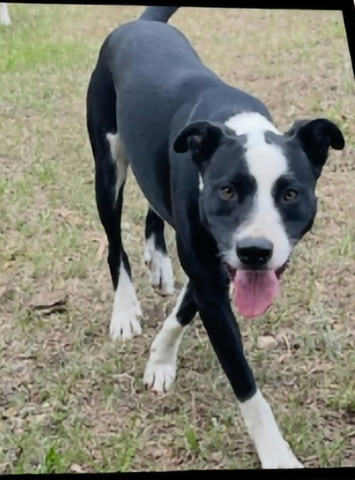 Domino
