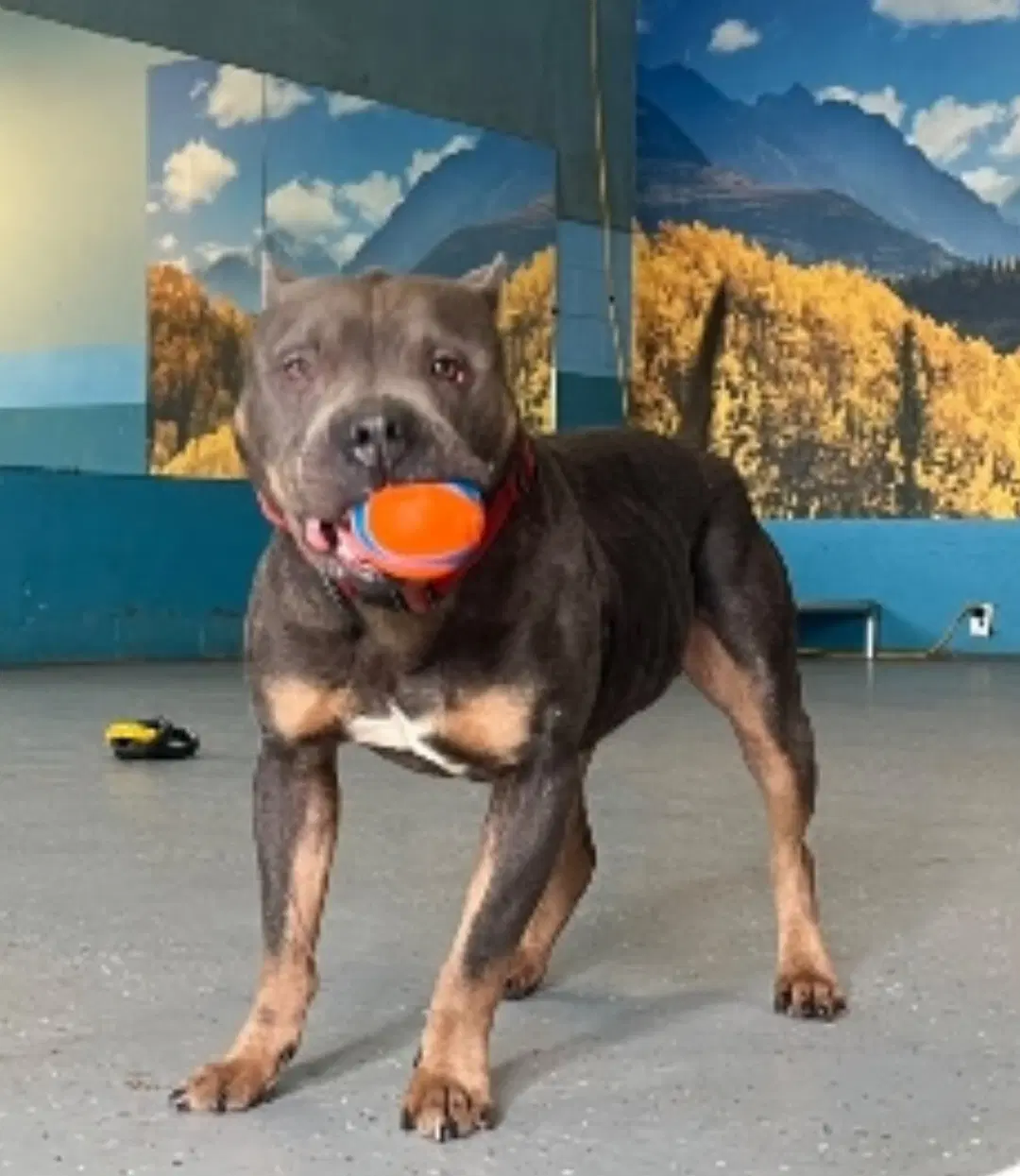 Blue - American Pit Bull Terrier