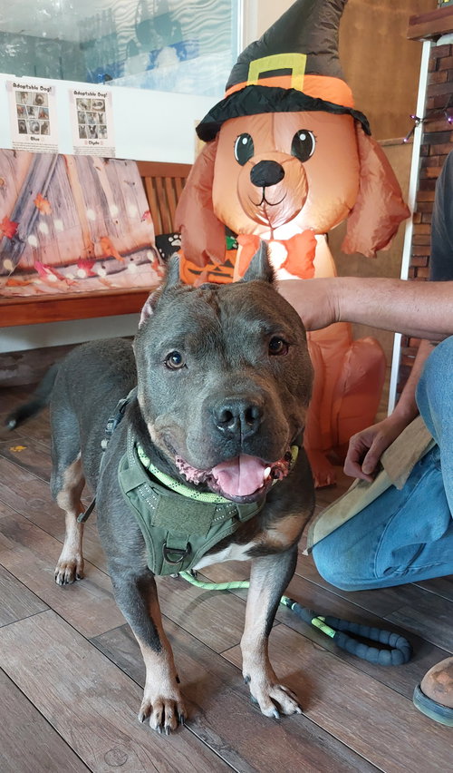 picture of the dog needing adoption
