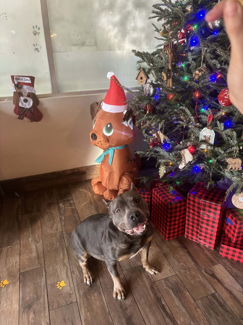 picture of the dog needing adoption