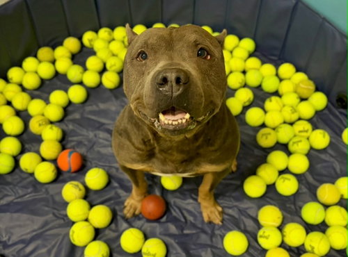 Blue, an adoptable American Pit Bull Terrier in Sanford, FL
