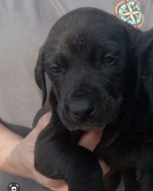 Duke