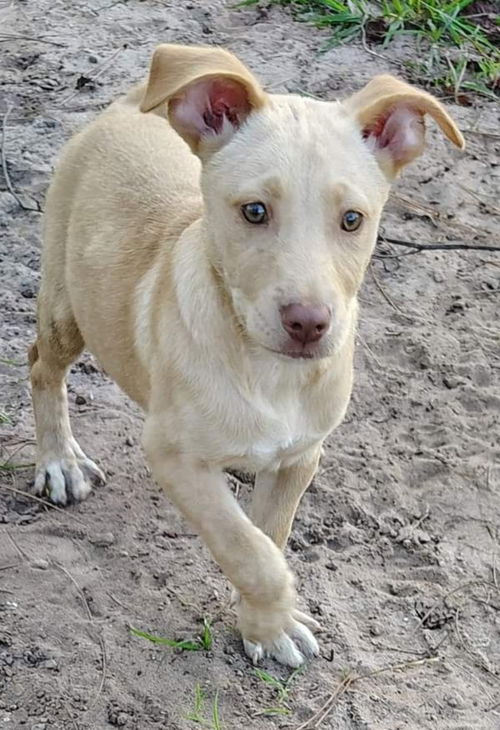 Elsa