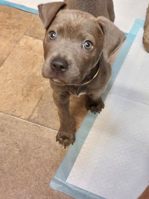 Diesel