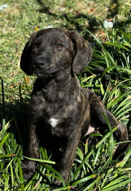Heidi