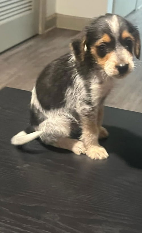Kali