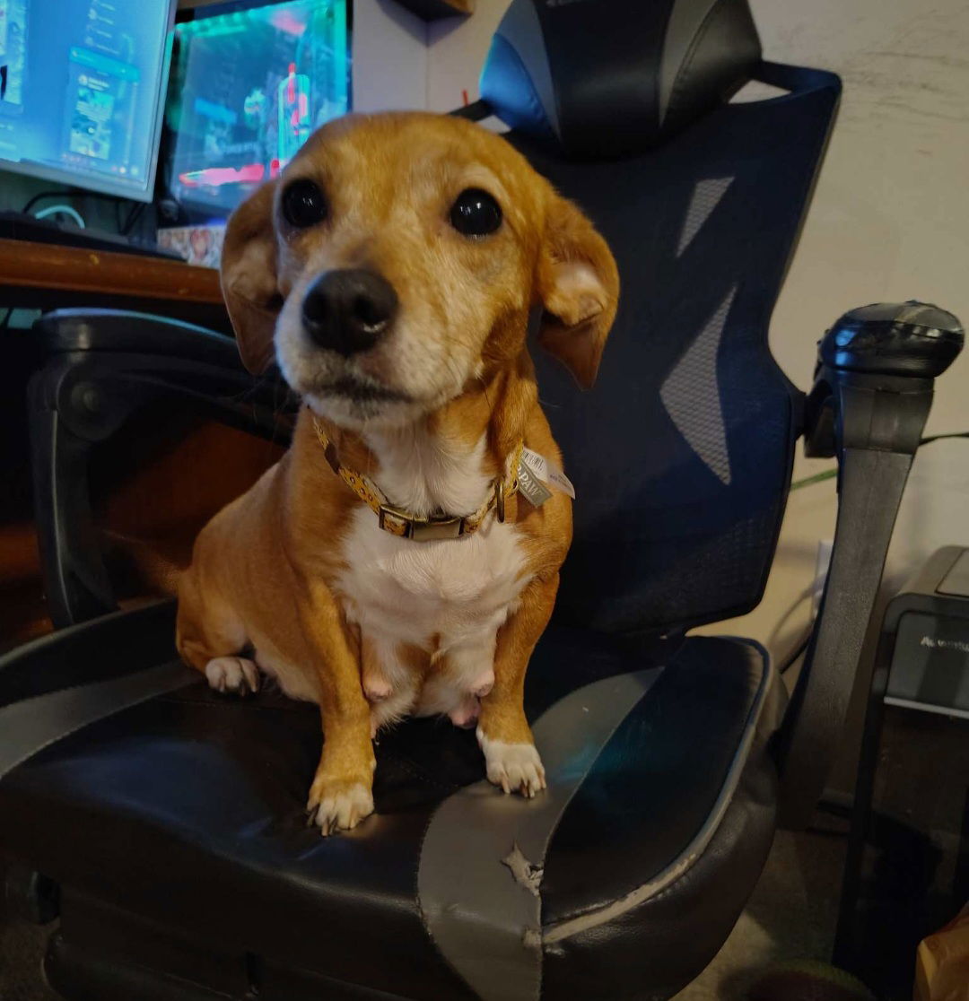 adoptable Dog in Sanford, FL named Hazel