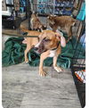 adoptable Dog in  named Rico