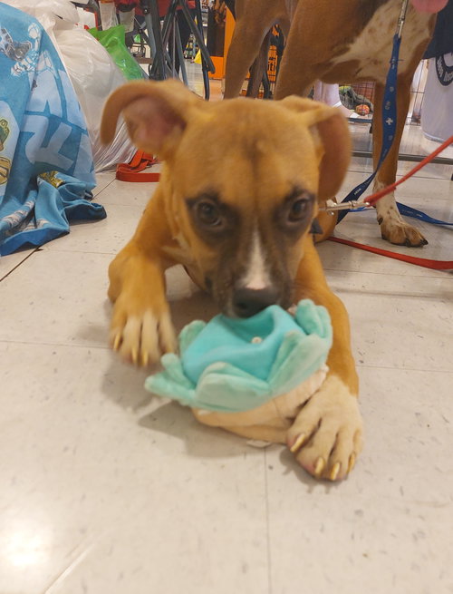 picture of the dog needing adoption