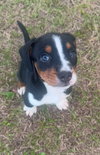 Molly