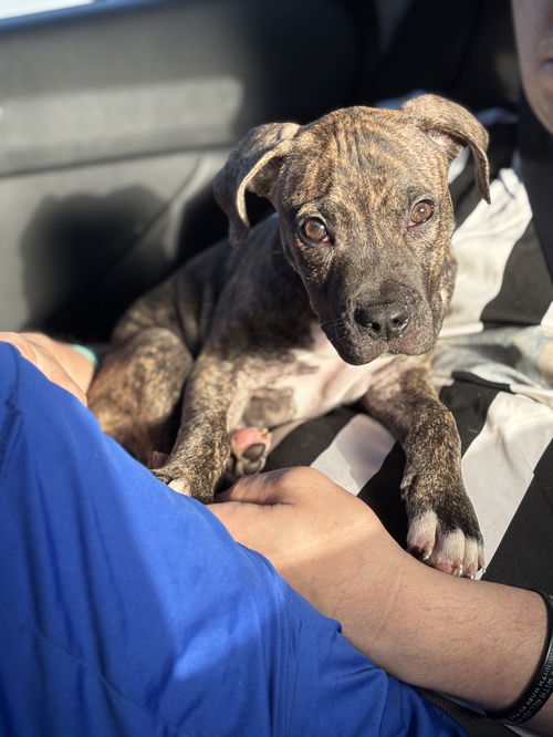 picture of the dog needing adoption