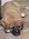 Teagan