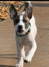 Bugsy