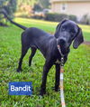 Bandit