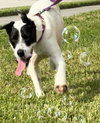 Bubbles