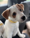adoptable Dog in ,  named Phoebe