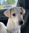 adoptable Dog in ,  named Summer