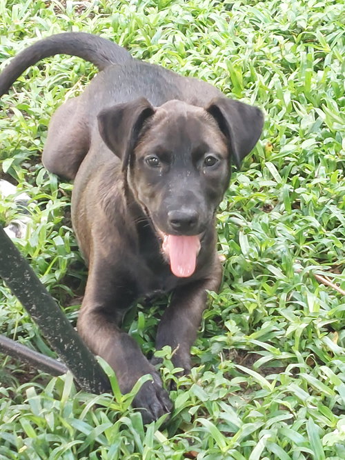 Deidra