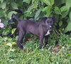 Chandra