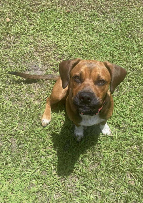 Nova