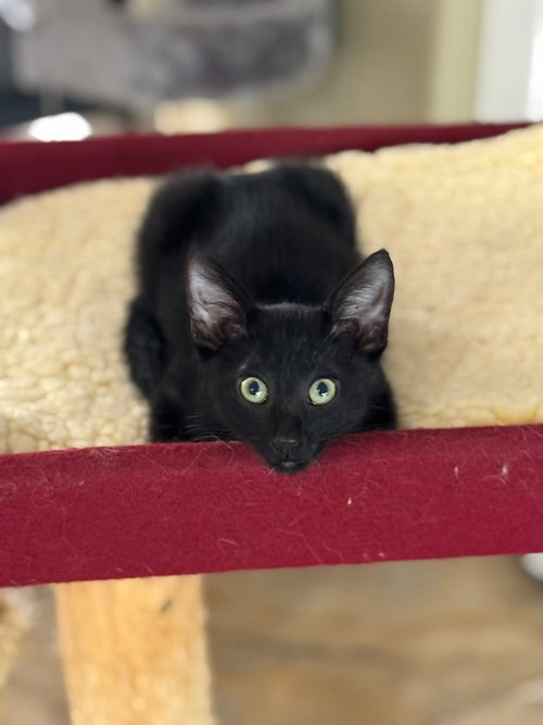 Salem