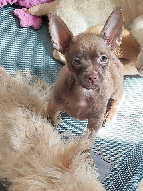 picture of the dog needing adoption