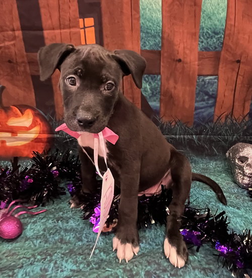picture of the dog needing adoption