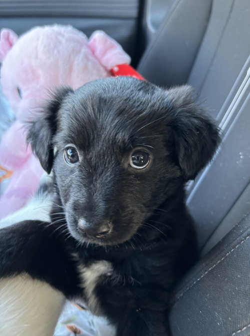 Josie