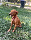 Penny