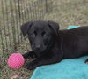 Sadie