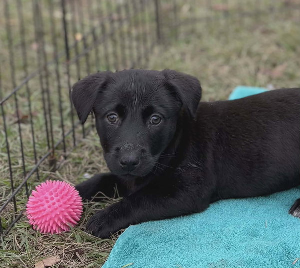 Sadie