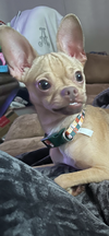 Otis