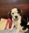 Sawyer