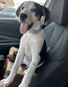 Sawyer