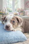 Jax
