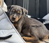 Tucker