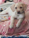 Ennis