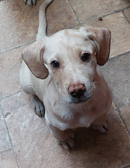 Ennis