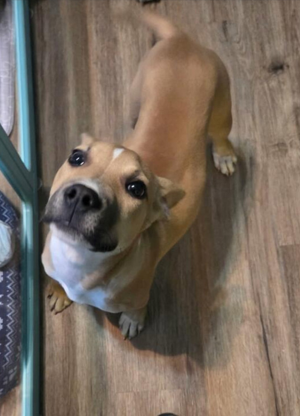 Black Mouth Cur