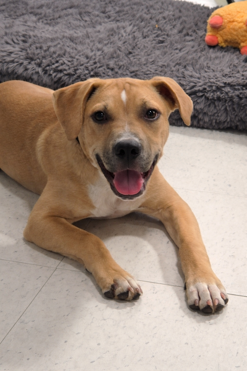 picture of the dog needing adoption