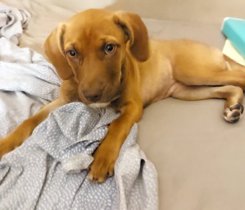 Erin, an adoptable Labrador Retriever in Sanford, FL